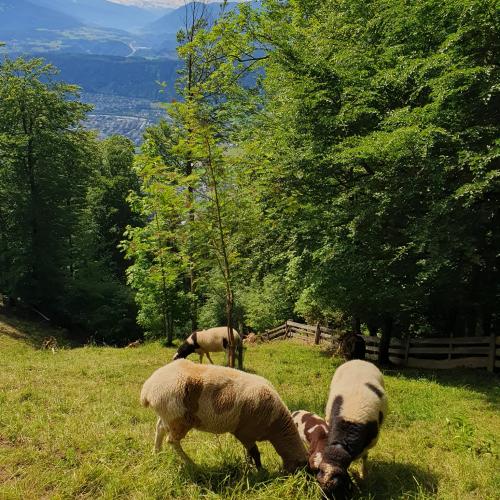 wandertag-2af-6